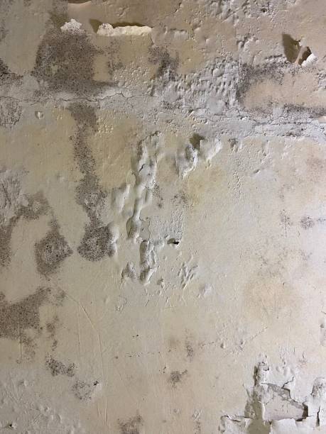 Best Best Mold Removal Companies  in Wrightstown, WI